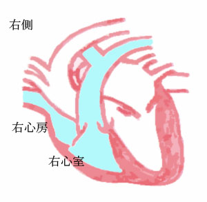 心臓の右側
