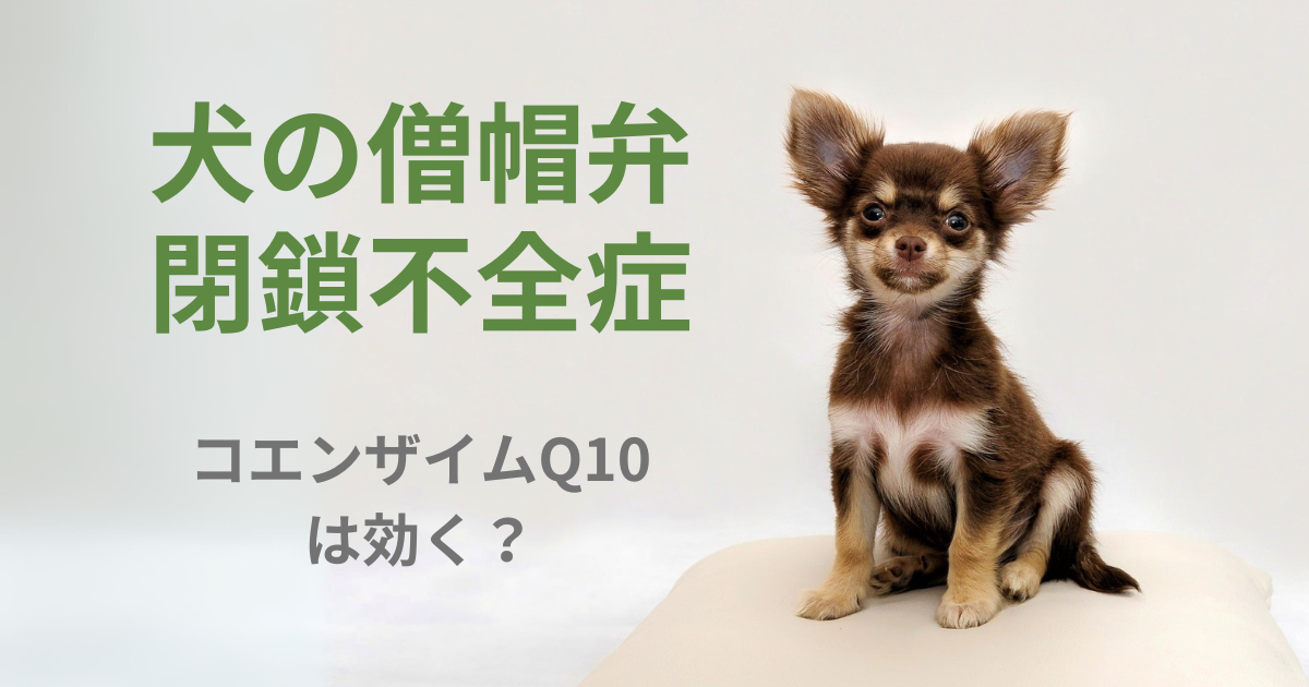 犬の僧帽弁閉鎖不全症とコエンザイムQ10