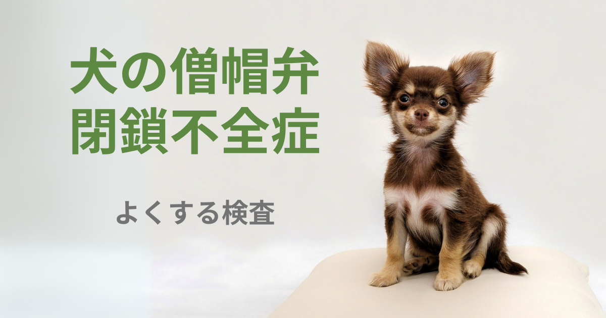 犬の僧帽弁閉鎖不全症の検査