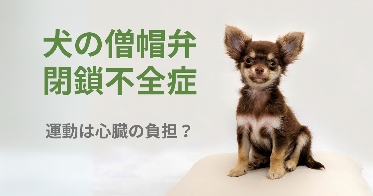 僧帽弁閉鎖不全症の犬はどれくらい運動させて良いか？