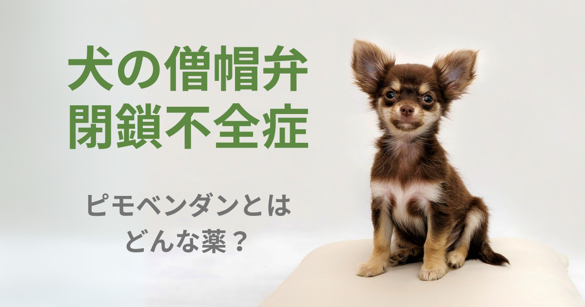 犬の僧帽弁膜不全症とピモベンダン