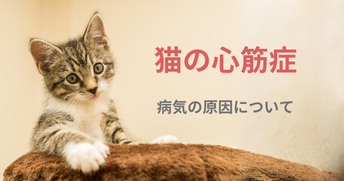 猫の心筋症の原因