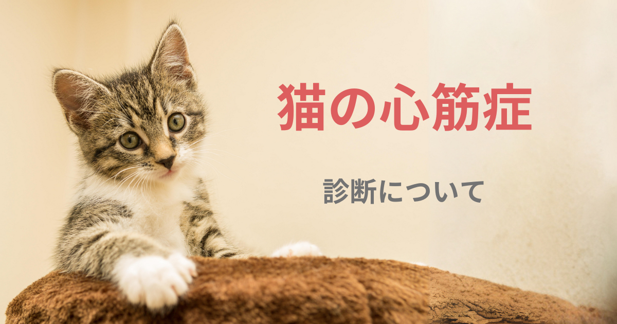 猫の心筋症の診断