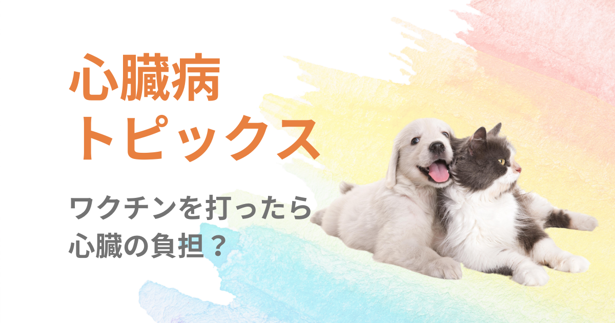 心臓病の犬や猫にワクチンを打っても大丈夫？